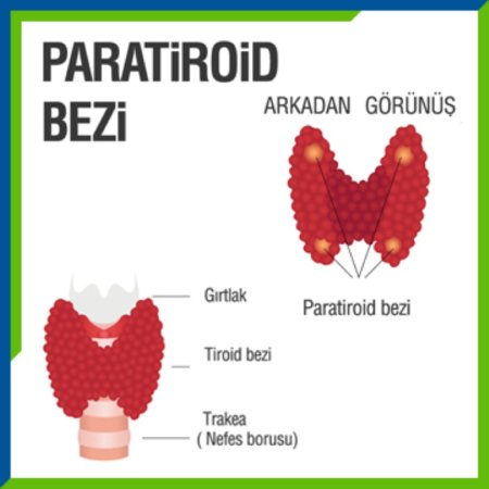 Paratiroid hormon əksikliyi (hipoparatiroidi)